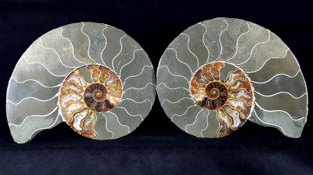 Cleoniceras (Grycia) besairiei COLLIGNON 1949 - Bild © FossNet FossilienStore